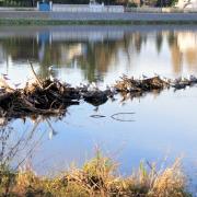 Mouettes sur l'Allier